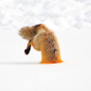 Meet your Posher, Mj